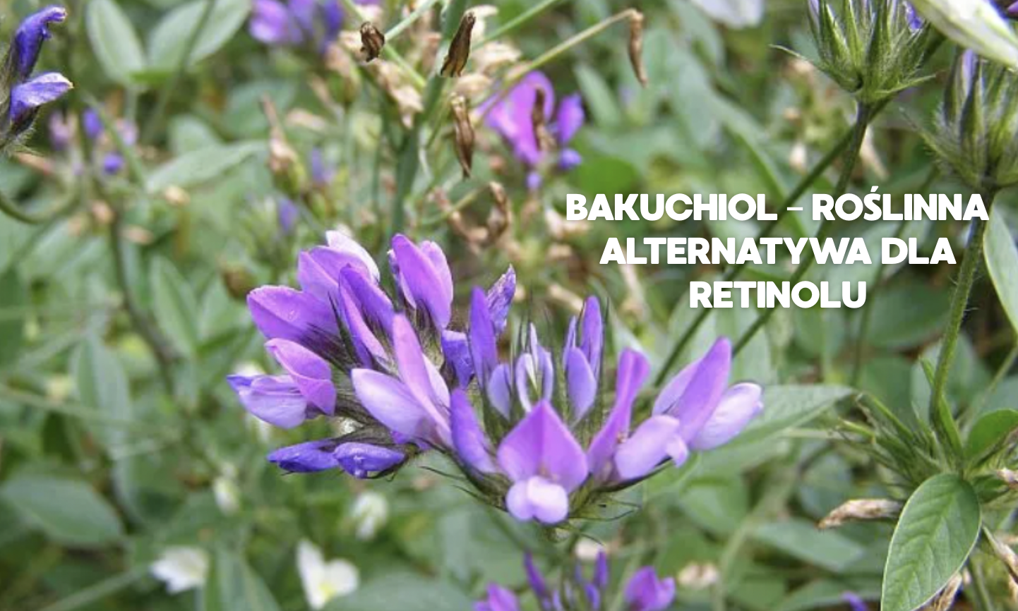 Bakuchiol – roślinna alternatywa dla retinolu