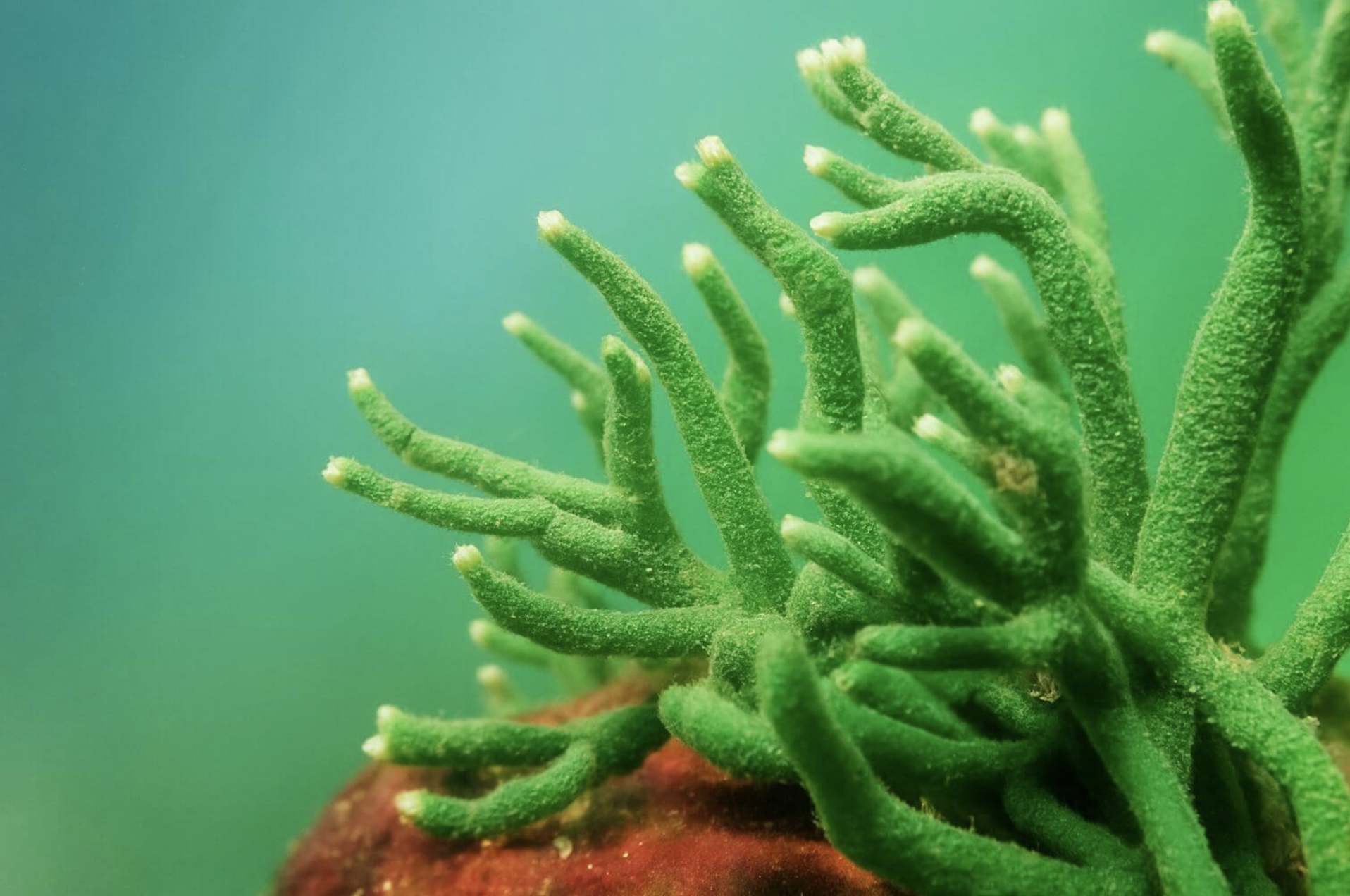 🧬 Mikroigły w kosmetyce: co to jest i jak działają?